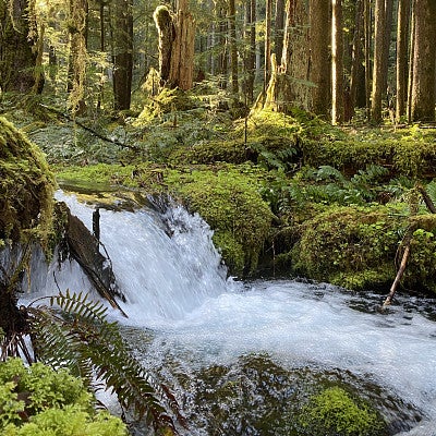 Small waterfall into stream in forest